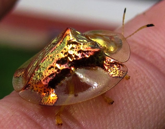 What-Insect-Will-Be-On-Next-Venetian-Glass-Silver-Coin?