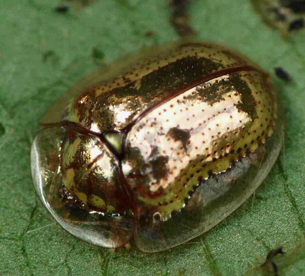 What-Insect-Will-Be-On-Next-Venetian-Glass-Silver-Coin?