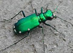 What-Insect-Will-Be-On-Next-Venetian-Glass-Silver-Coin?