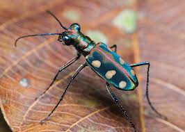 What-Insect-Will-Be-On-Next-Venetian-Glass-Silver-Coin?