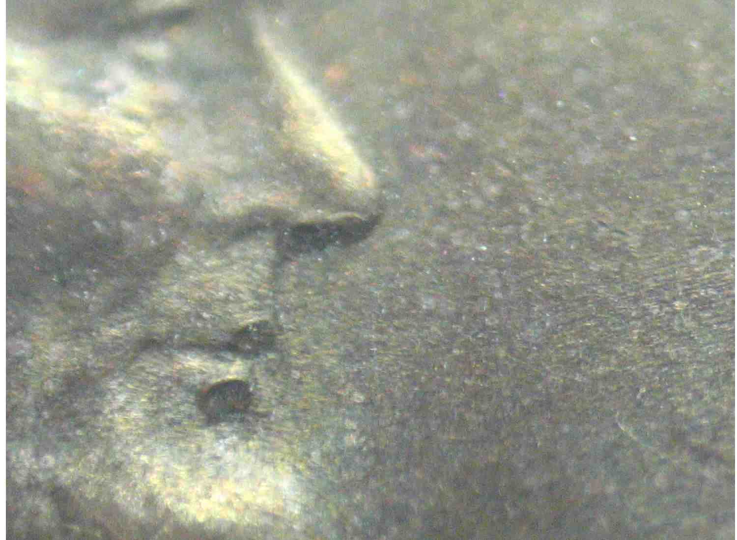 1930-D-Lincoln-Wheat-Cent-Doubling