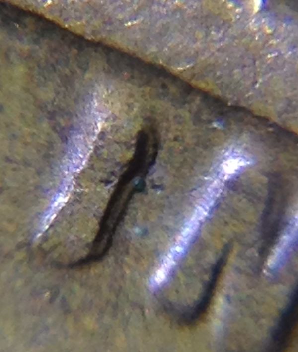 Is-This-1929-S-Wheat-Penny-A-Double-Die?