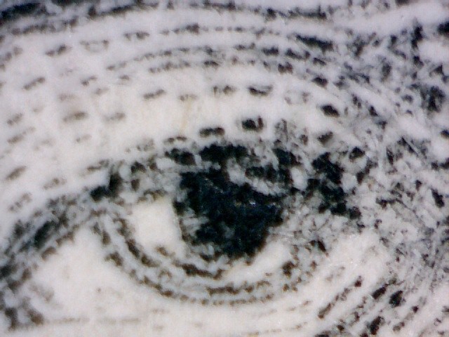 I-<3-My-Celestron-Microscope-Contest.