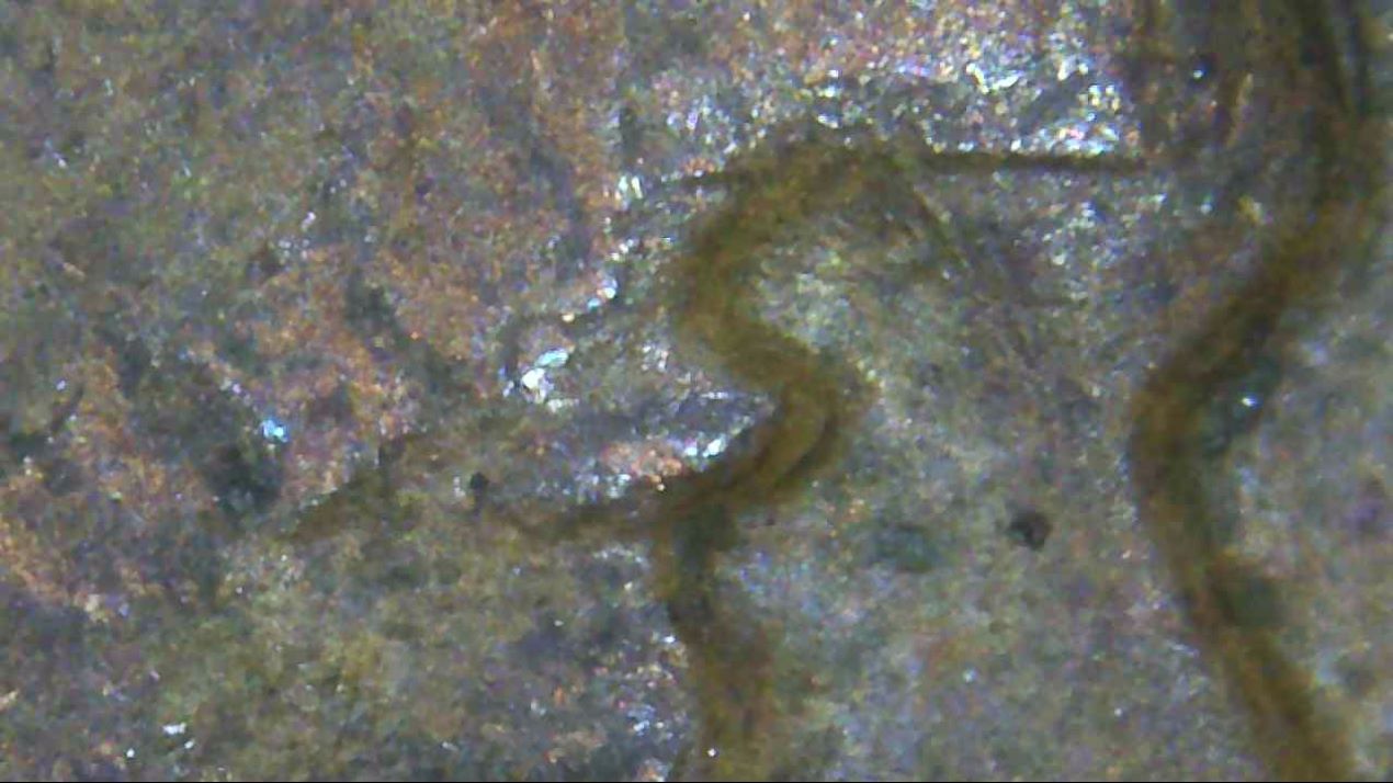 1959-D-Penny-Extra-Eyelid?