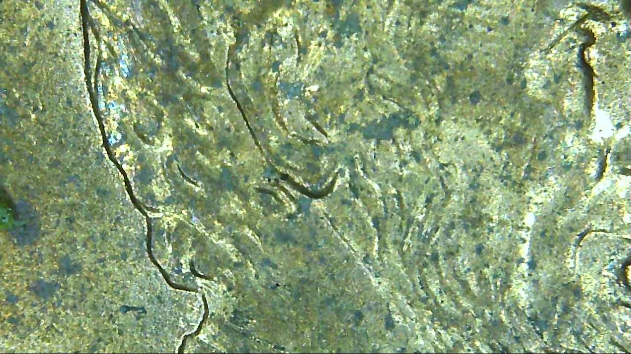 1993-D-LMC-Double-Ear?