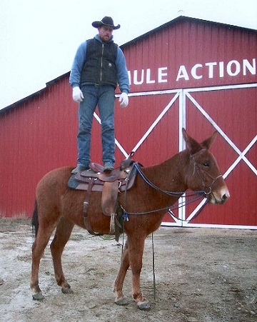 Is-Thie-A-Mule-Loonie?