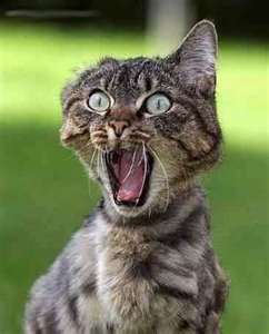 Ok,-All-What-Makes-This-So-Special.-Help-Please!