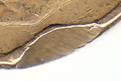 Vandalized-Aust'-$1-Coin?.
