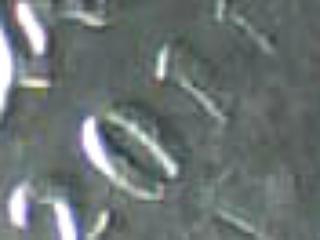 The-Goal:-25,000-Rolls-Of-Nickels-All-Searchers-Welcome!