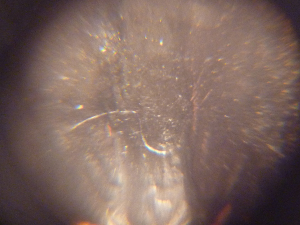 New-1952-Quarter-Proof-Error-Variety?