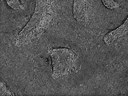 1919-D-Lincoln-Cent---Not-RPM-001,-But-What-Is-It?