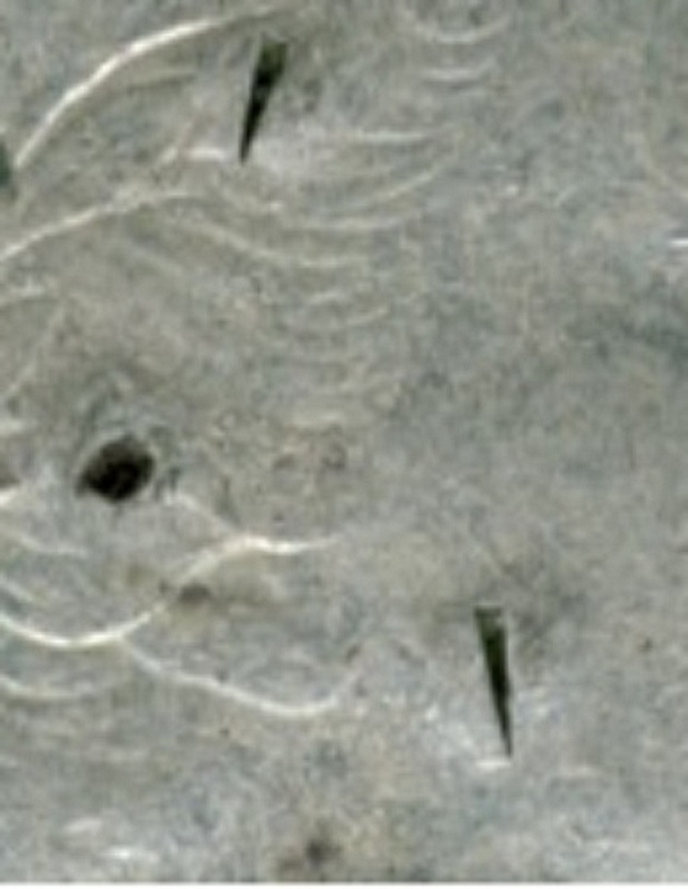 1962-50cent-Planchet-Flaws---Bubbles