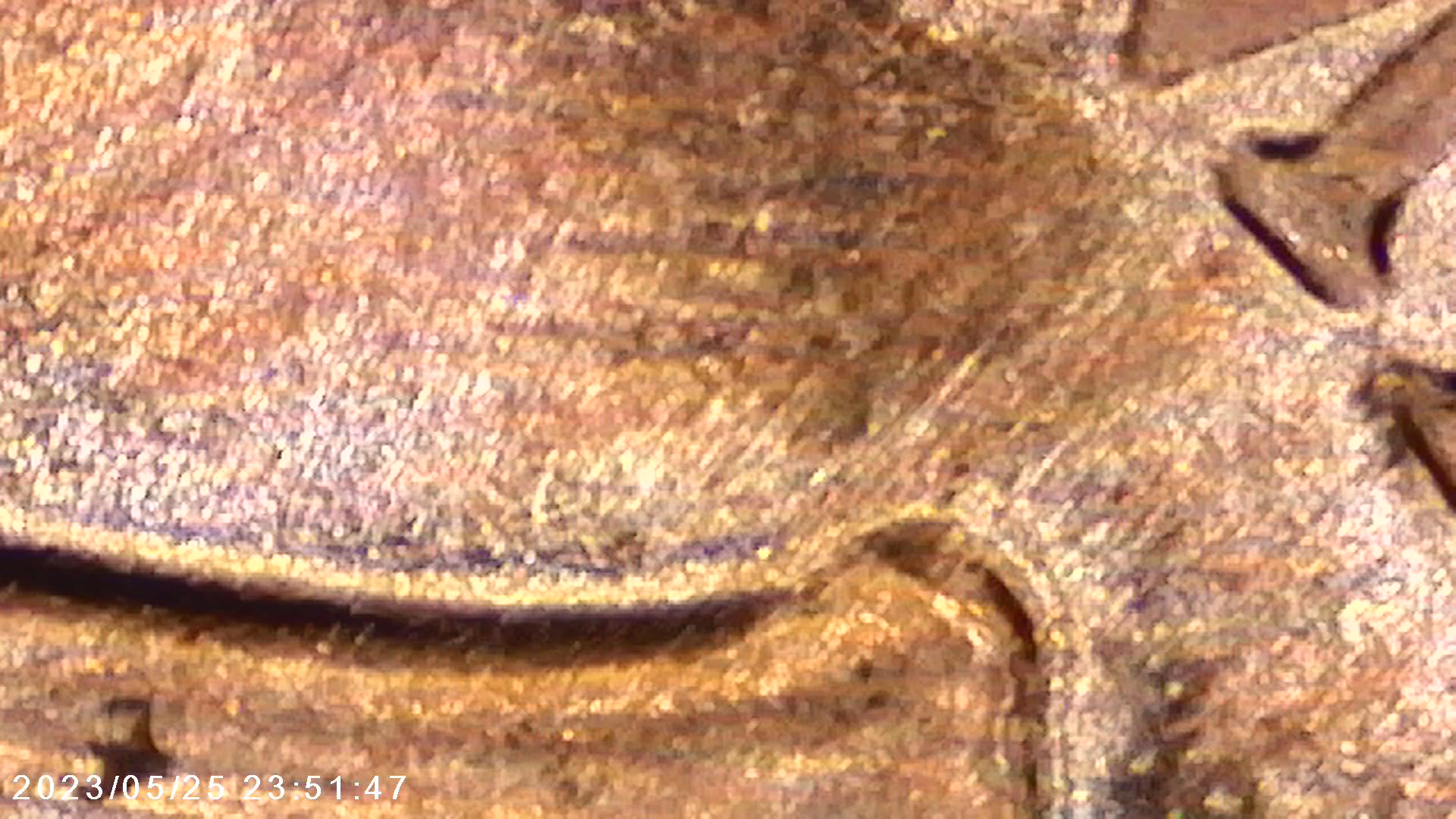 2023-Lincoln-Cent-Extra-VDB