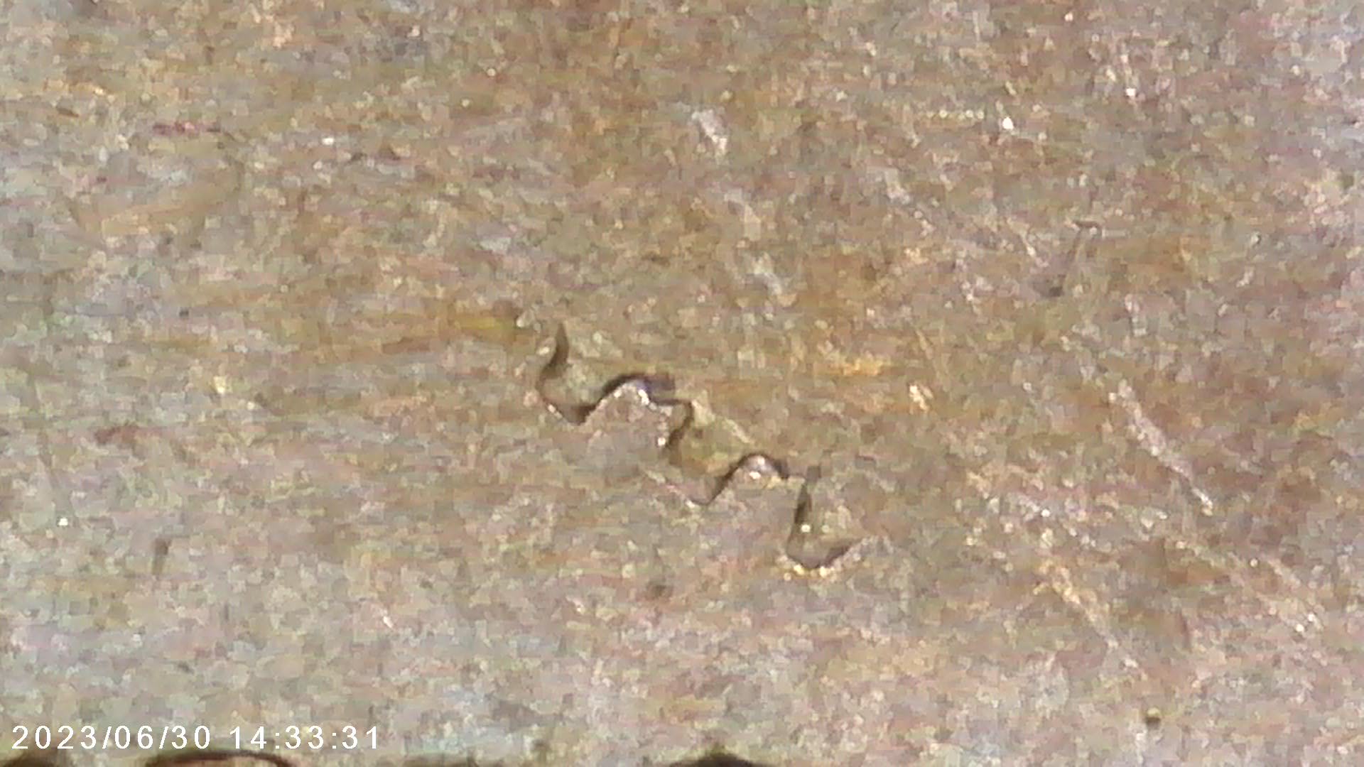 1965-LMC---PMD-Or-Something-Else?