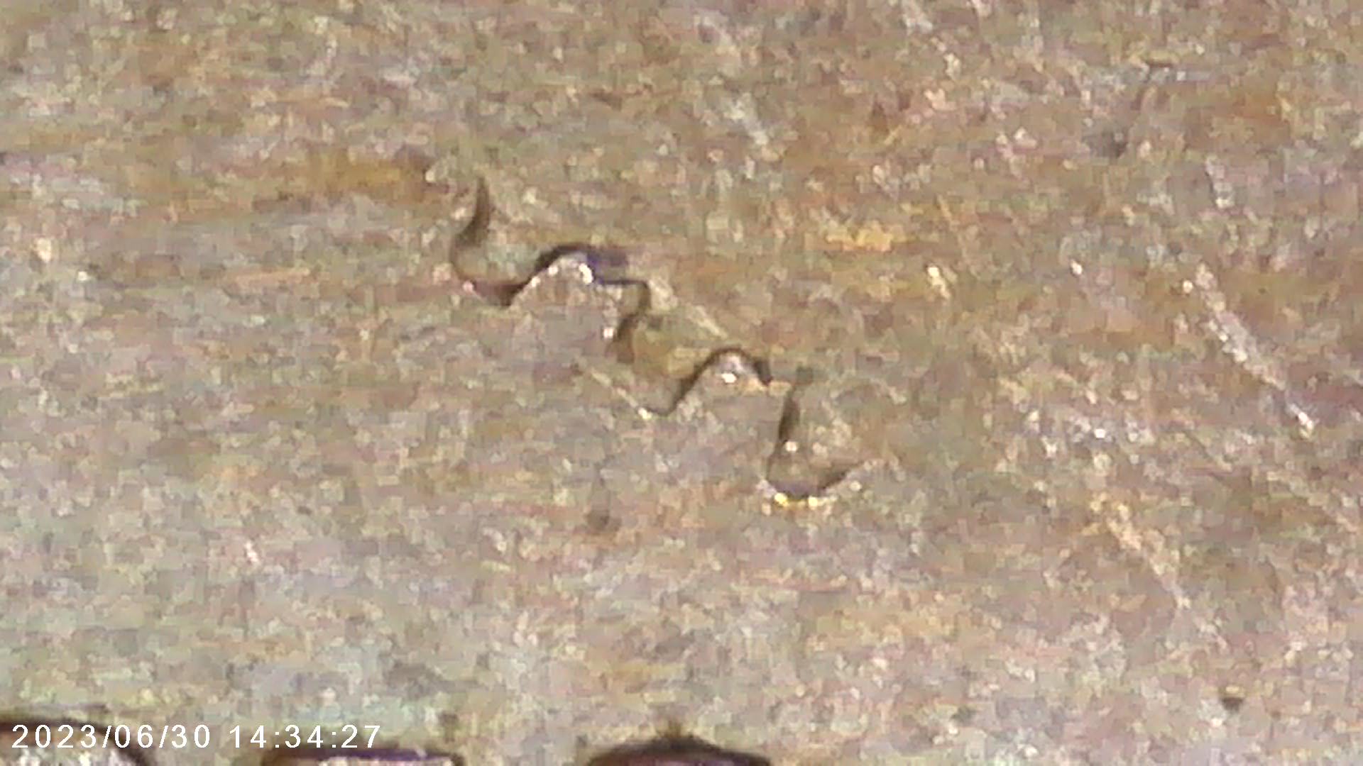 1965-LMC---PMD-Or-Something-Else?