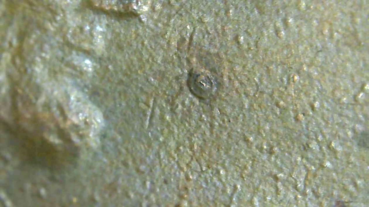 1982-LMC-Strange-Raised-Circles-On-Obverse