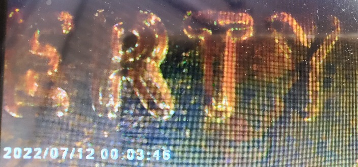 2021-Lincoln-Shield-Cent-Possible-Error?