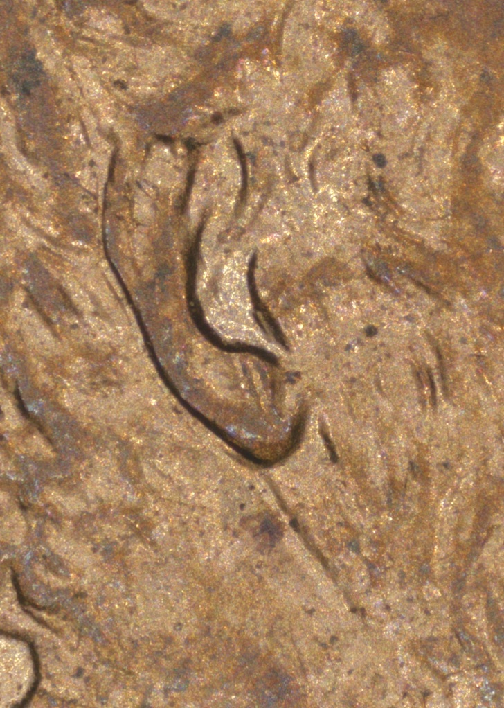 1997-P-Lincoln-Cent-Could-Be-Doubled-Earlobe?