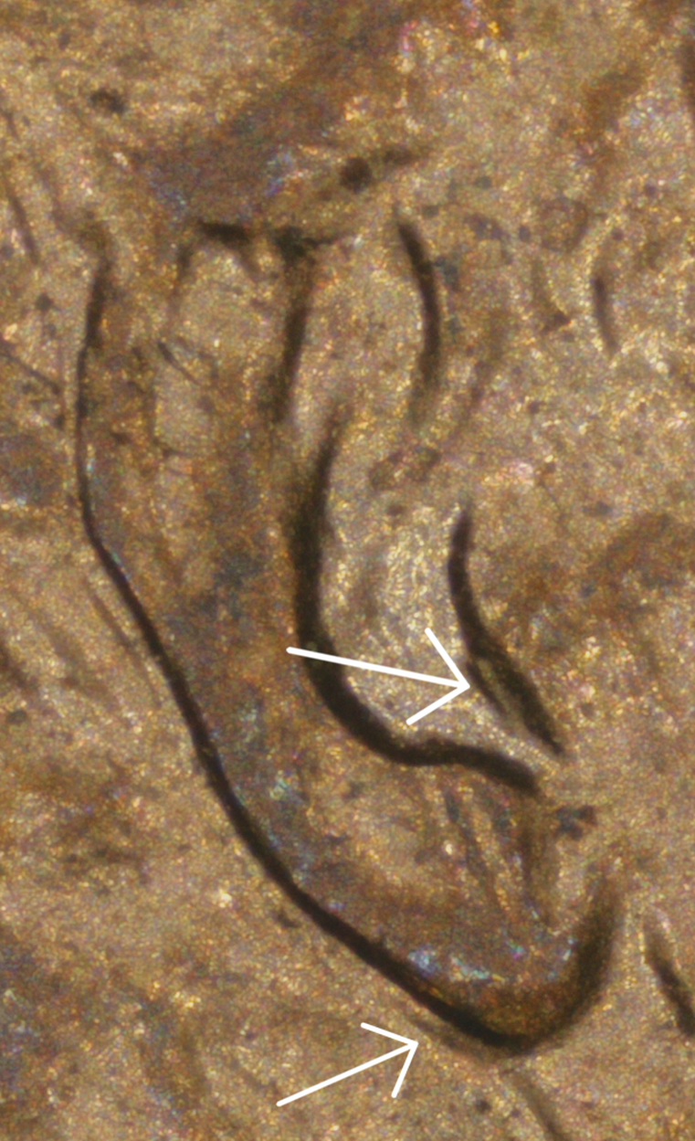 1997-P-Lincoln-Cent-Could-Be-Doubled-Earlobe?