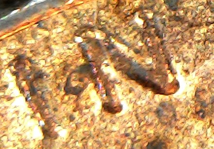 Found-A-2017-P-DDO-/-DDR