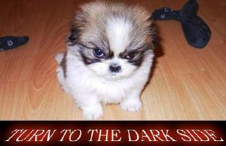Join-The-Darkside!-We-Have-A-Winner!!