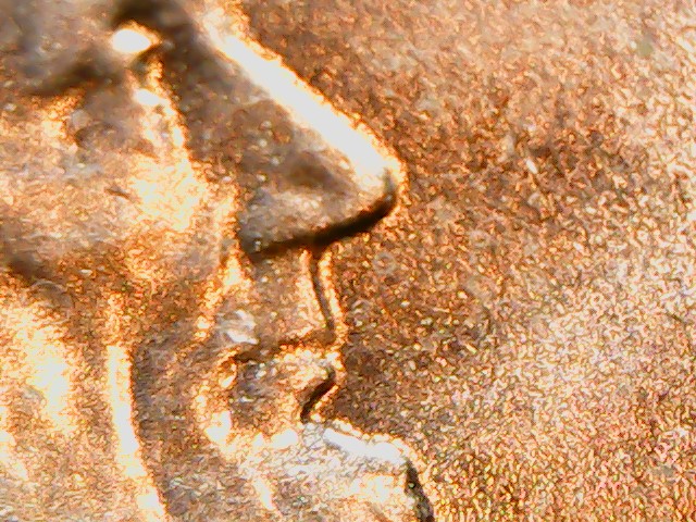 2010-Penny-Double-Lipped?