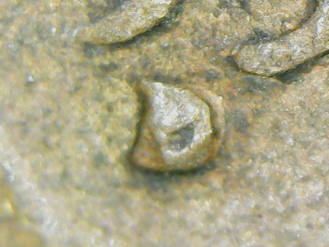 1951-D-Cent-Help-Identifying-RPM-D/S-Maybe