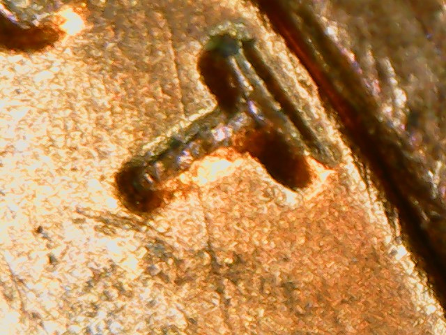 1982-Penny-DDO-Help-Identifying-If-It-Is?