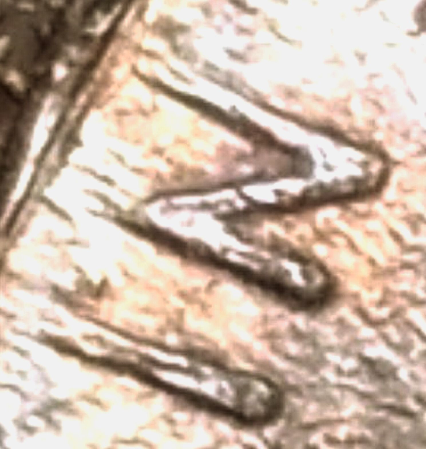 5-Cents-1988-PMD-Or-MD-And-Also-DDO?