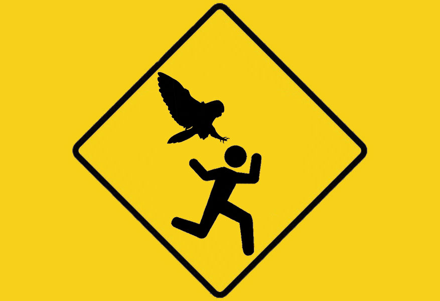 2017-Koala-And-Bald-Eagle-Two-Questions