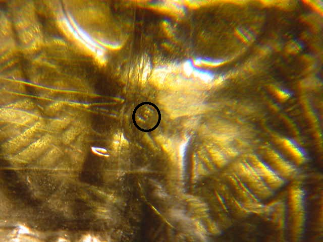 1952-Proof-Superbird-Washington-Quarter-Vartiety