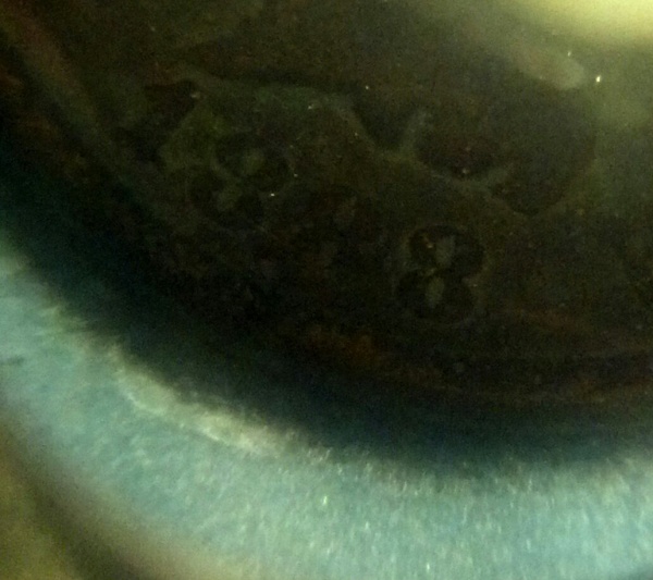 1888/7-IHC?