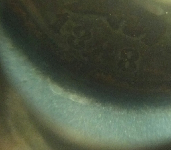 1888/7-IHC?