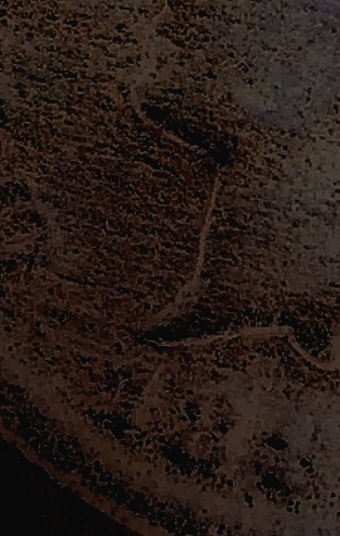 1888/7-IHC?