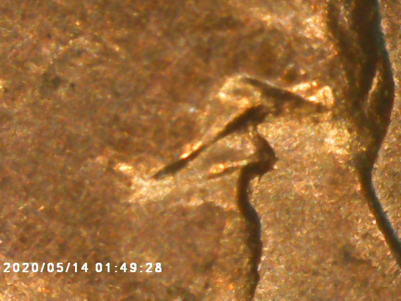 1995-DDR-Penny-I-Haven't-Seen-Anything-About-And-Maybe-DDO