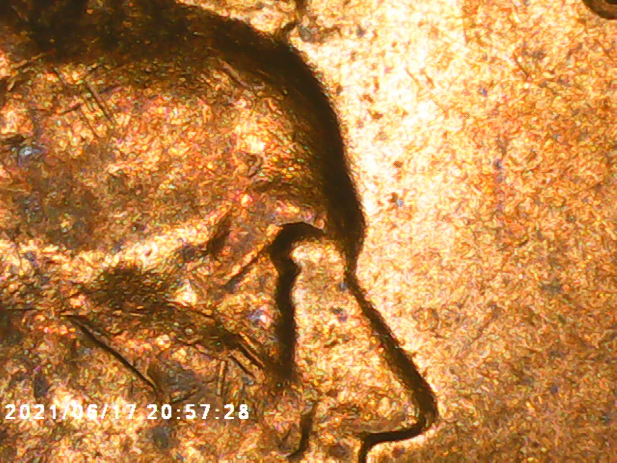 1970-S-Lincoln-Cent:-Is-This-Ear-Doubled?