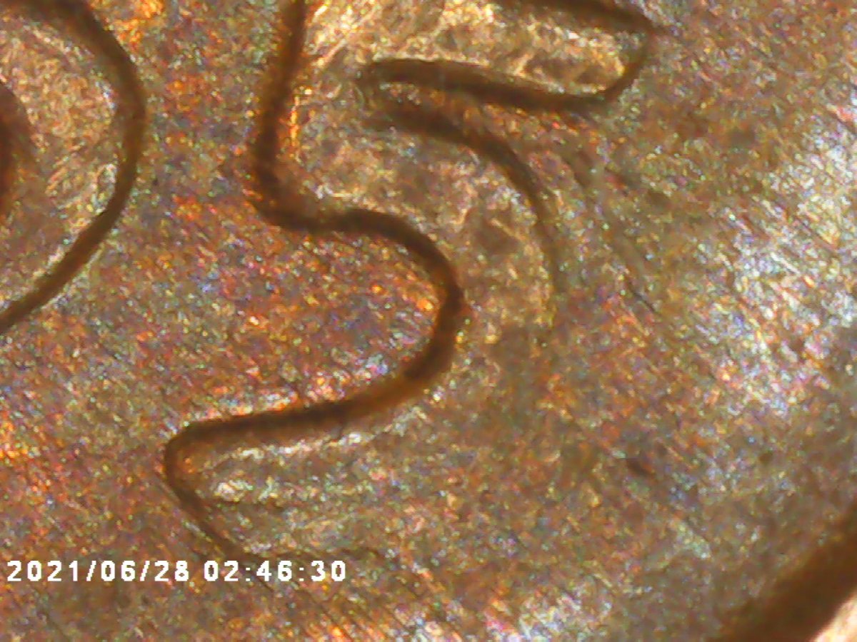 1955-Double-Die-Obverse-Wheat-Penny