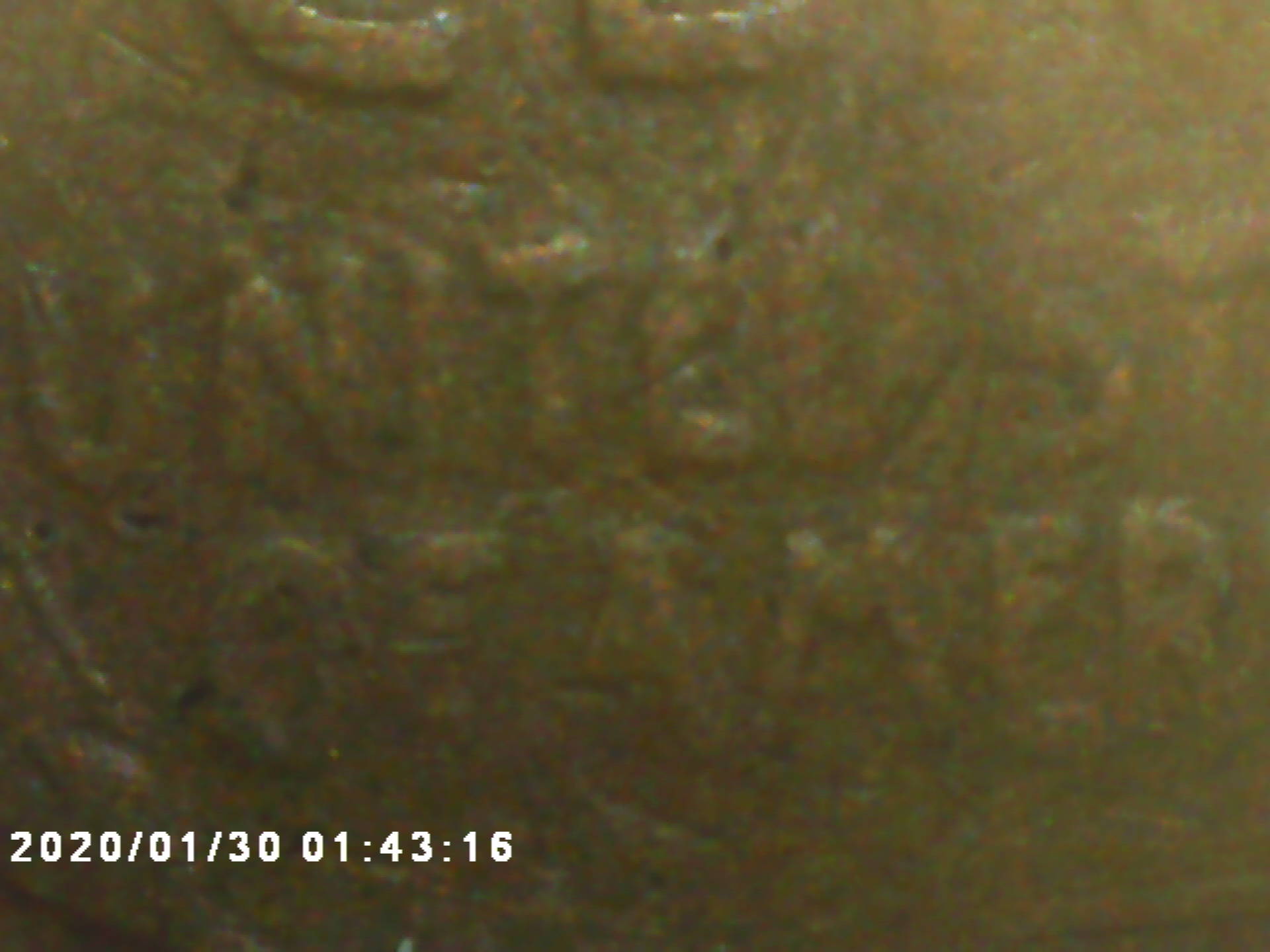 1919-Wheat-Pretty-Worn-Need-To-See-What-You-See