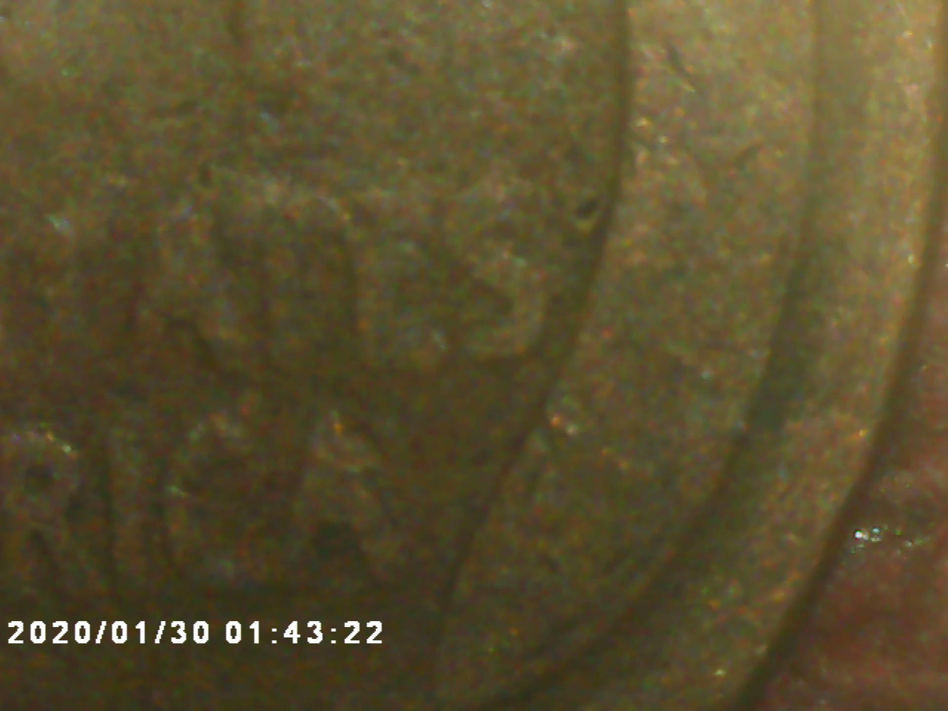 1919-Wheat-Pretty-Worn-Need-To-See-What-You-See