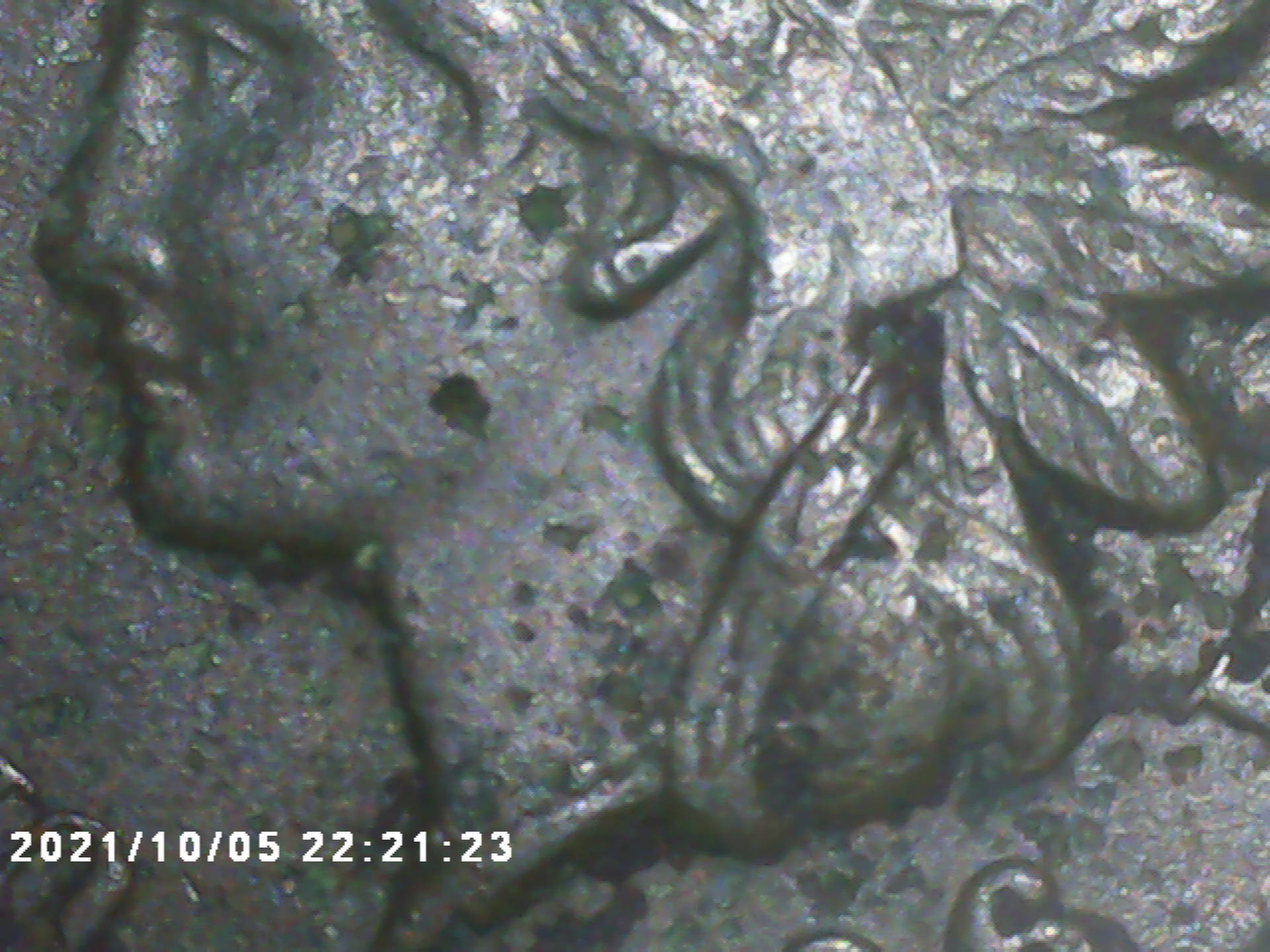 I-Found-And-Loved-This1896-Indian-Head