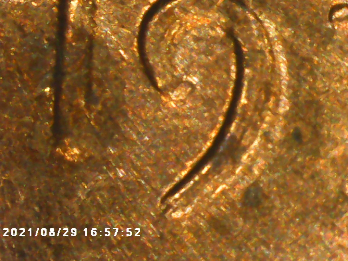 1974-D-MD-Or-DDO?-If-MD-Please-Explain