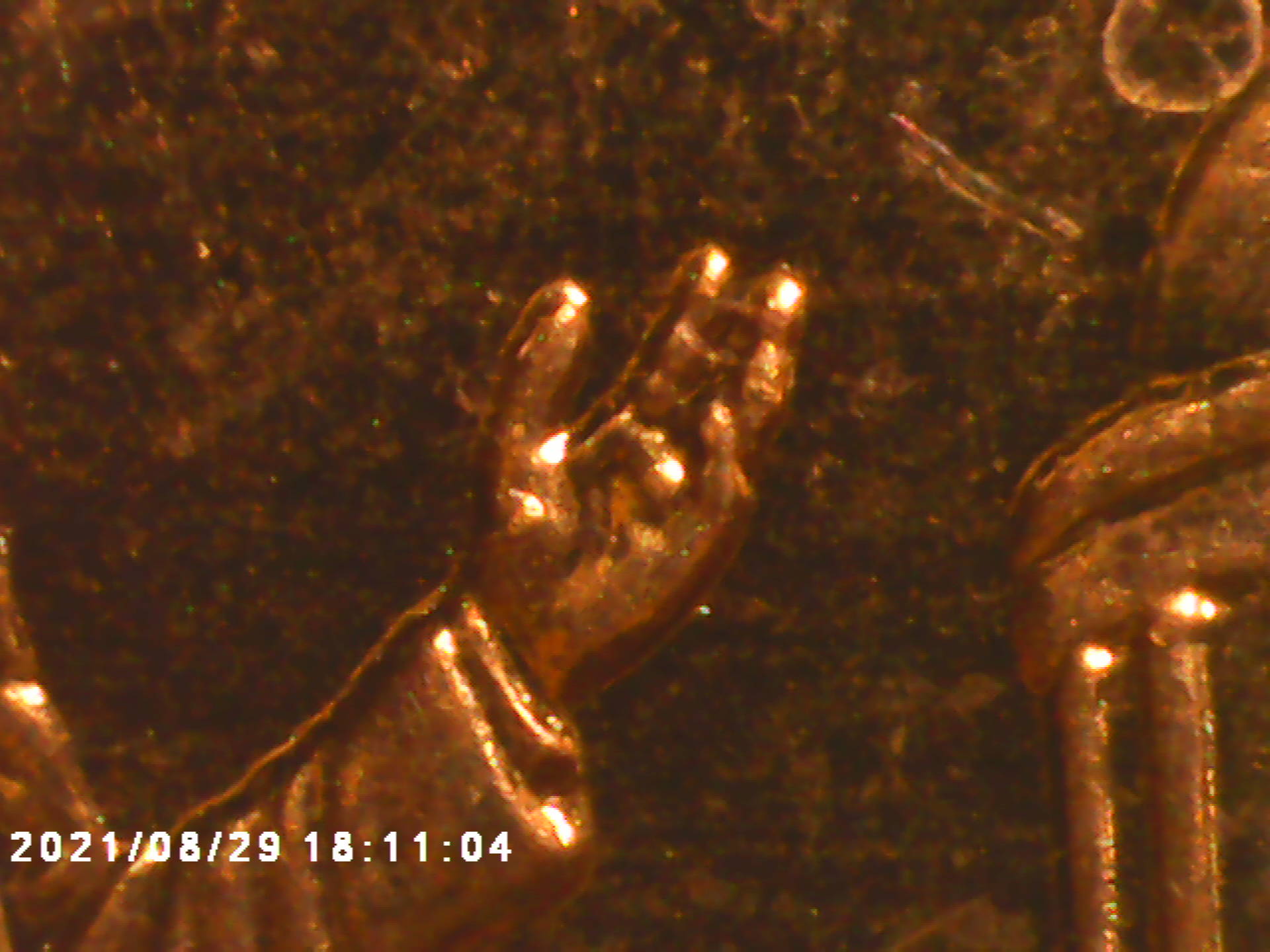 2009-Professional-Years-Die-Chip?