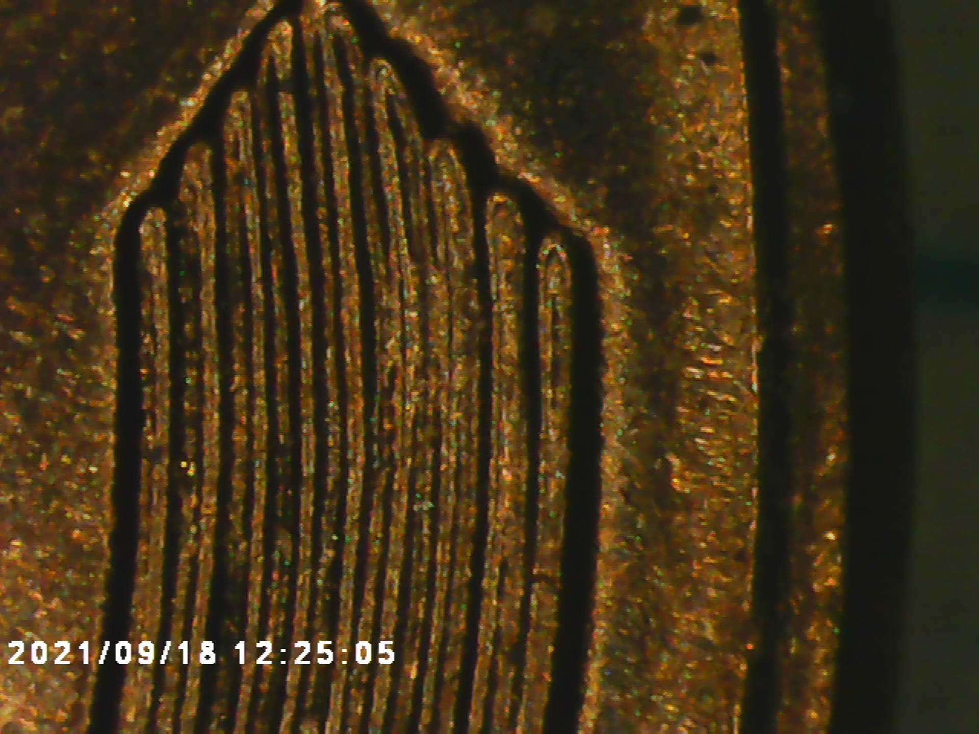 I-Need-Help-On-This-57-D-Wheat-Penny-Not-For-Sure-If-It's-A-DDO-But-Know-It-Is-A-DDR-Just-Haven't-Fo
