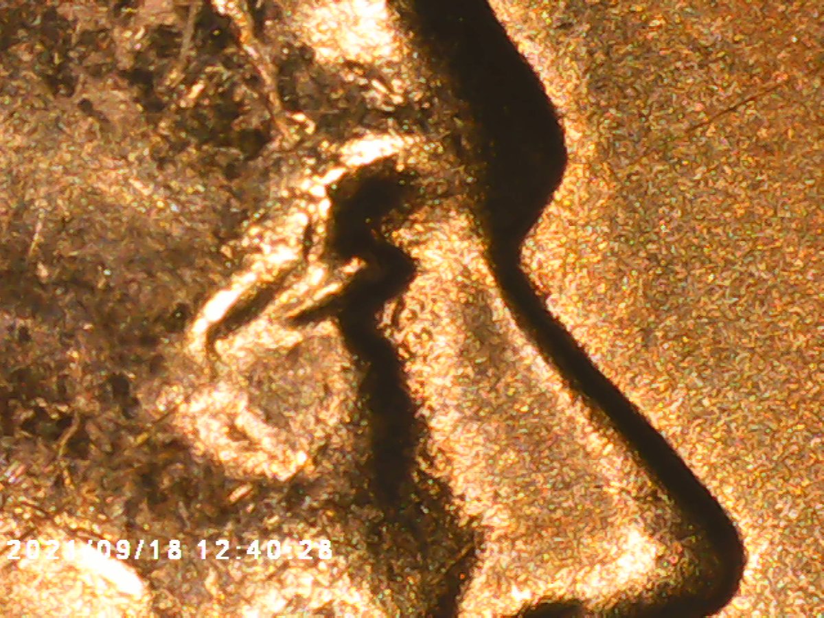 I-Need-Help-On-This-57-D-Wheat-Penny-Not-For-Sure-If-It's-A-DDO-But-Know-It-Is-A-DDR-Just-Haven't-Fo