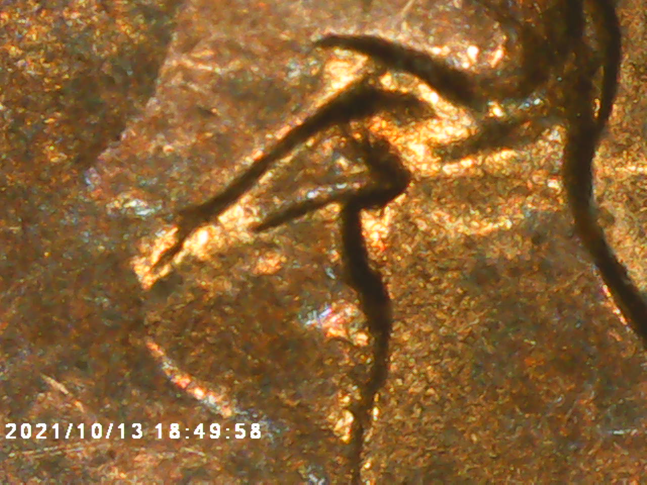 I-Found-An-Angry--Lincoln-1998-P-Penny