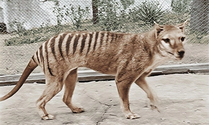 Post-Your-Coins-Featuring-Marsupials