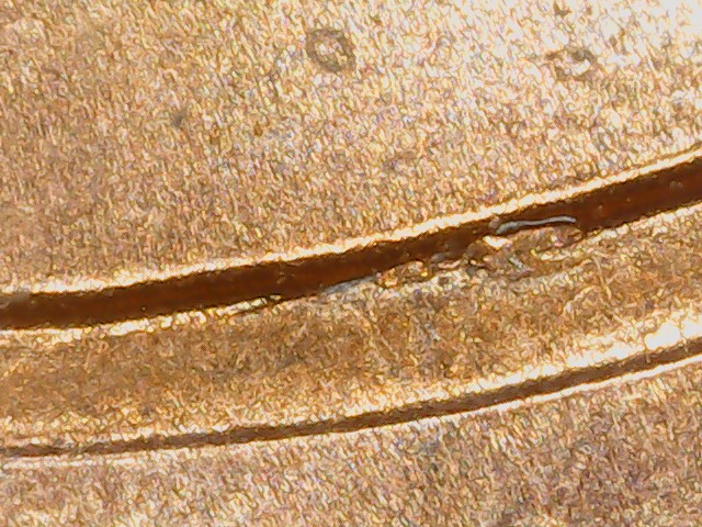 2011-Lincoln-Cent-DDO-001-Found-In-Todays-Change