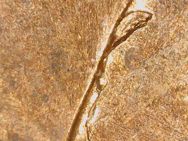 Lincoln-Cent-2010-Unique-Die-Crack
