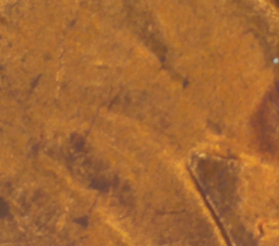 1954-S-Lincoln-Wheat-Cent-WRPM-001-1MM-003