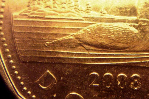 What-Happened-To-This-Loonie?